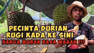 Download Lagu Bajanguk Kula : Manjatu Durian di Kabunnya MP3