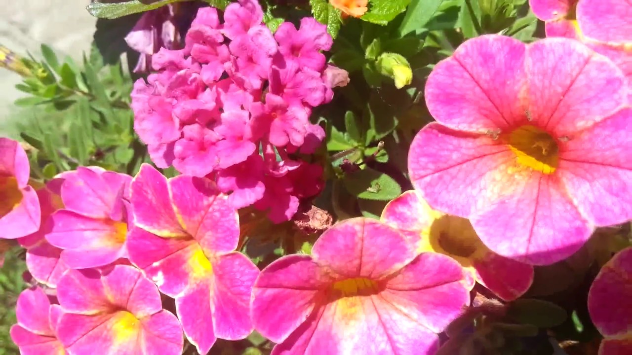 1 4花名大全 欣赏各种各样的矮仔花 心情都靓了 有字幕请按cc Youtube