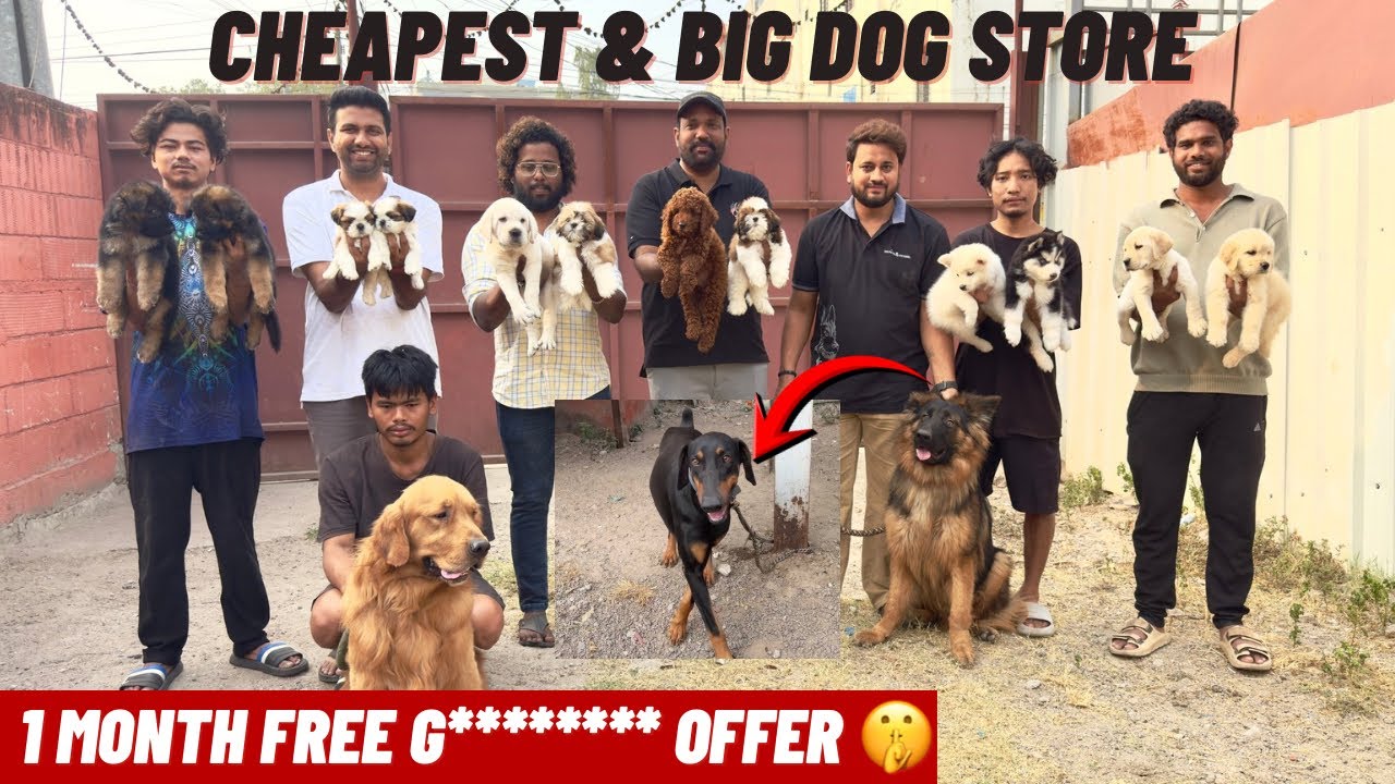BIG DOGS CHEAPEST PUPPIES | 1 MONTH FREE 😍🐕‍🦺 | DOBBERMAN | CANE CORSO 
