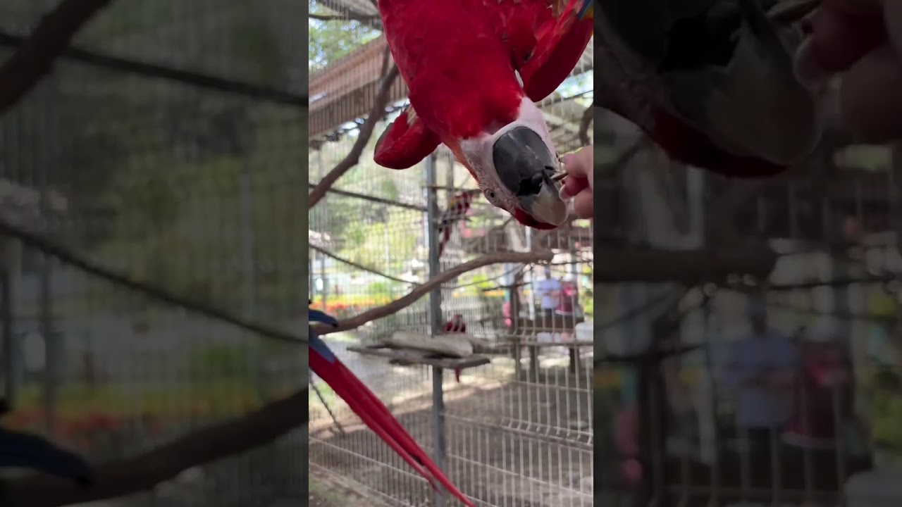 roatan port vlog 🌴🍹🐒 #roatan #cruise #royalcarribean #zipline #travel