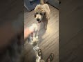 Dog Rope for Chewing and Tug of War Fun Review