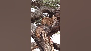 De onverwachte wending in de natuur: luipaard doodt en verslindt een cheeta