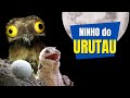 Como é o NINHO do URUTAU ou MÃE DA LUA? | O ovo e o filhote de um PÁSSARO com canto incrível