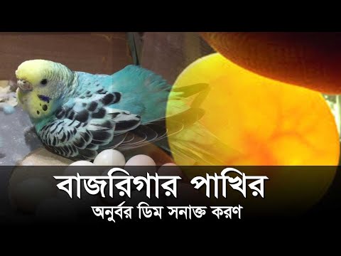 পাখির অনুর্বর ডিম কীভাবে সনাক্ত করা যায় | How to identify infertile egg of birds