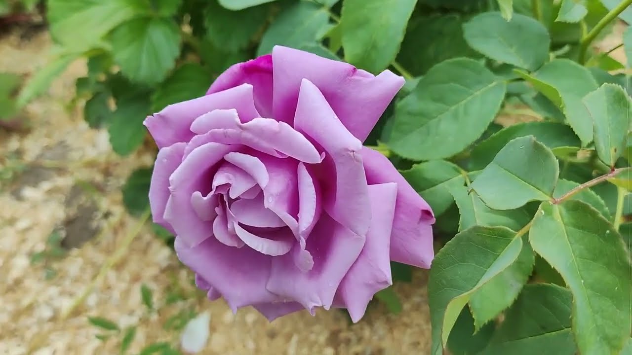 Троянди. 28 червня 2025 Частина 5