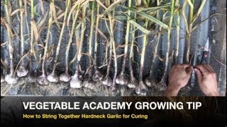 How to String Together Hardneck Garlic for Curing