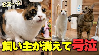 飼い主が失踪して寂しくなって叫びまくってしまう猫たちの声がやばすぎました…