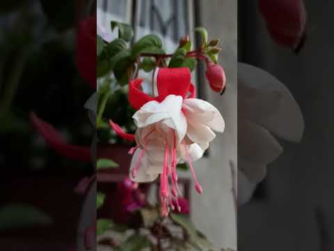 Video: Norul Roz De Diascea. Cunoștință