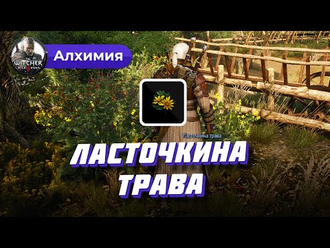 Ласточкина трава в Ведьмак 3: где найти и у кого купить