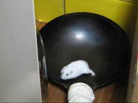 中華鍋のハムスター（Hamster　ｉｎ　Wok）