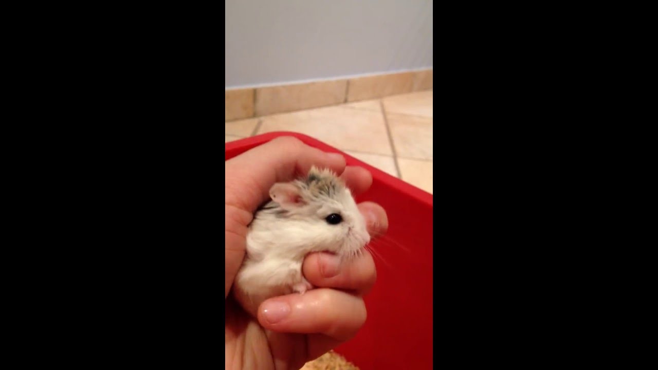 Extremely Tame Roborovski Hamster being Petted - Adorable!!! - YouTube