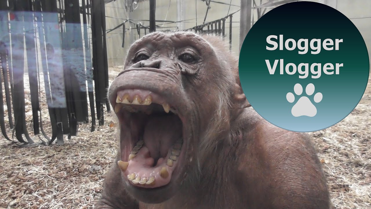 Coco The Chimp Shows Her Teeth