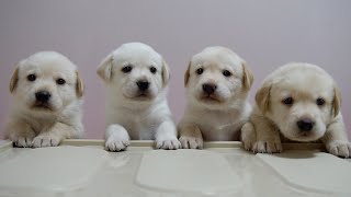 Puppies protesting for more milk lol