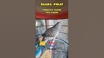 perkutut lokal gacor pikat suara merbok  paling joss turtledove #perkutut #gacor #pikat #birdsounds