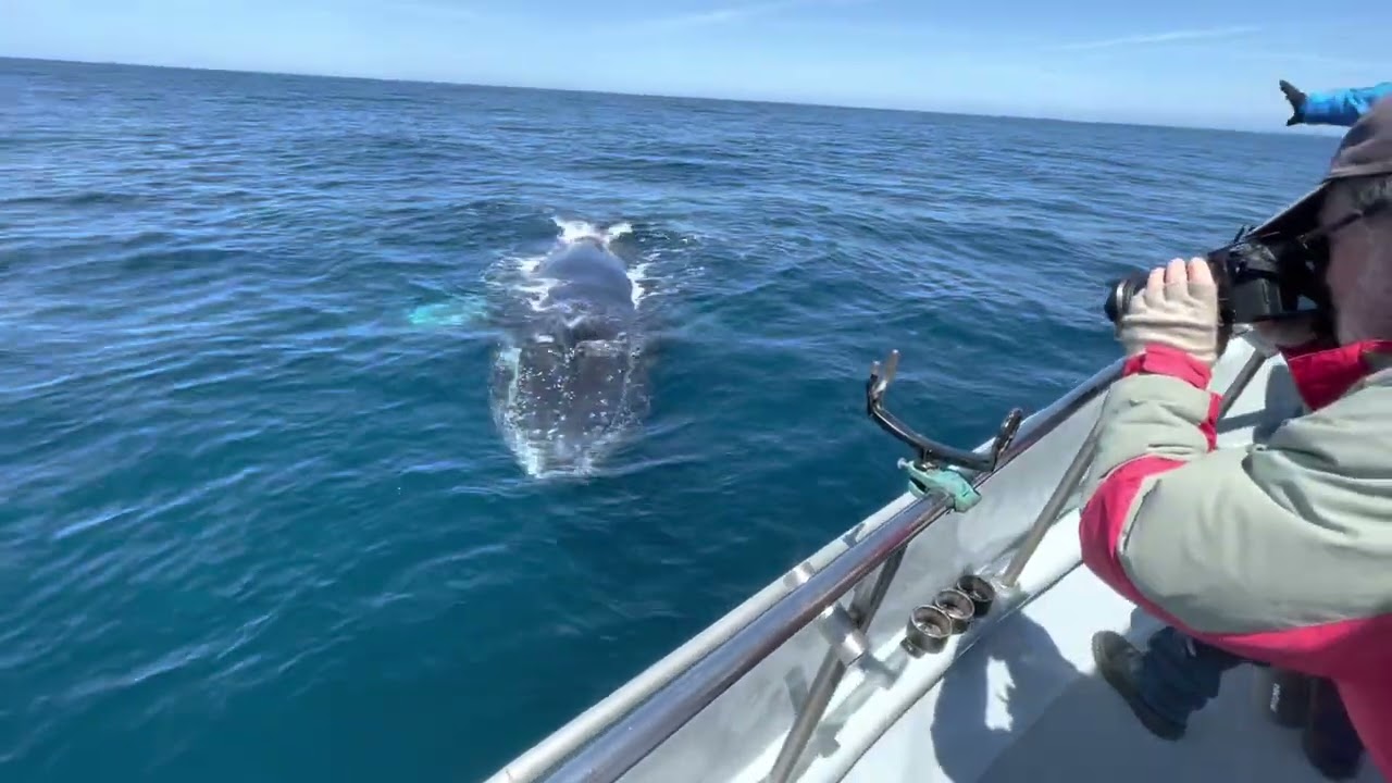 Amazing Friendly Humpback Whale Encounter Near Farallon Islands
