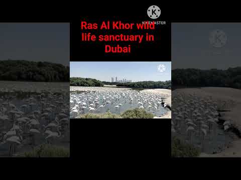 #Ras Al Khor wild life sanctuary in Dubai #inshort