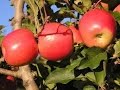 Como cultivar Manzana- TvAgro por Juan Gonzalo Angel
