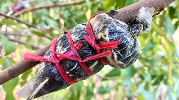 How to Air Layaring Longan tree fast grow root and simple work at home 🏡