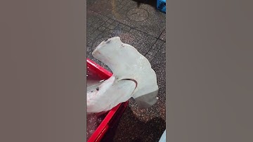 Thi ố lè vlog// cá mập cập cảng Quy Nhơn sau bão