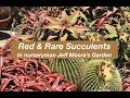 Plantes succulentes rouges et rares dans le jardin de jeff moore