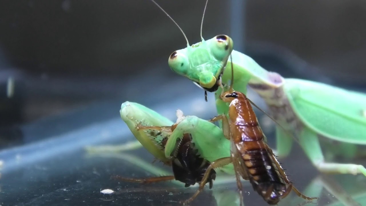 カマキリに捕食される仲間を見てゴキブリが取った衝撃の行動とは Youtube