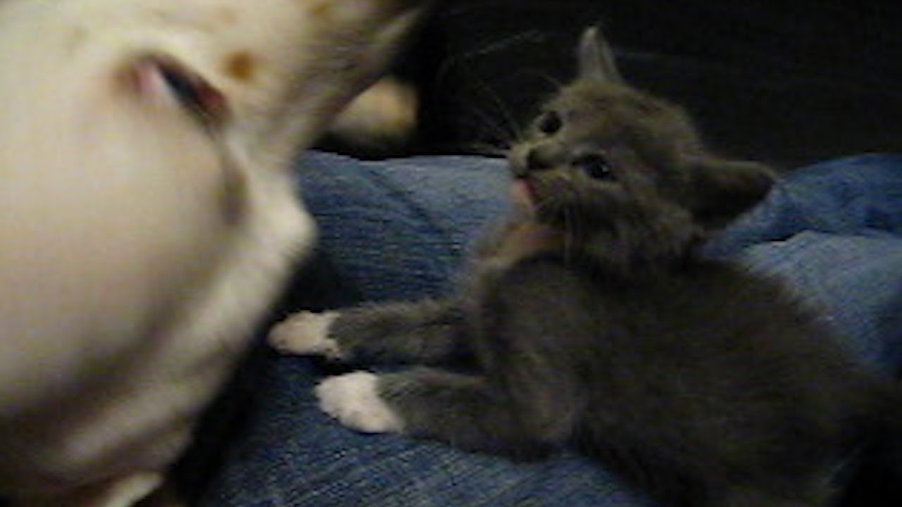 Kitten Battles A Puppy On A Man S Lap