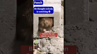 Baby Punch🐒 you can't fit anymore✨❣️ #shorts #viral #punchbaby #cutebaby #ichikawazoo #punch #cute Baby Punch🐒 you can't fit anymore✨❣️ #shorts #viral #punchbaby #cutebaby #ichikawazoo #punch #cute