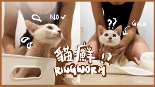 3 months of Ringworm treatment of Kitten //三個月對抗貓癬領養了一隻貓癬小貓 /一星期要藥浴1次? Gulu's Diary