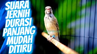 MASTERAN BLACKTHROAT GACOR SUARA JERNIH DURASI PANJANG MUDAH MASUK buat KENARI PAUD