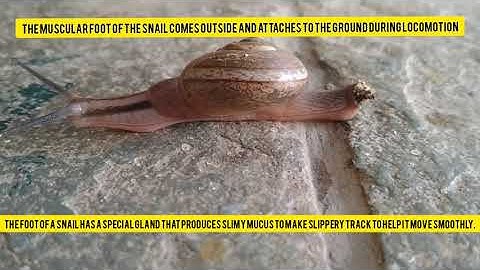 Snail