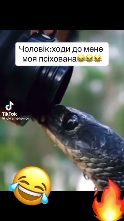 кобра королівська 🐍👑 - YouTube
