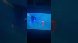 Marlin & Dory Screaming