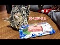 猫に大トロをあげてみたら興奮を抑えきれず発狂してしまった猫w