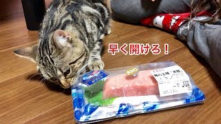 猫に大トロをあげてみたら興奮を抑えきれず発狂してしまった猫w