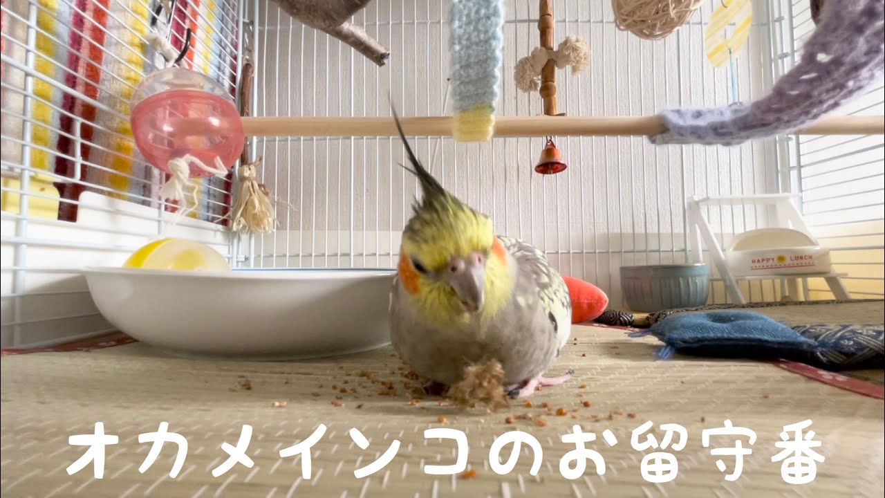 お留守番するオカメインコ