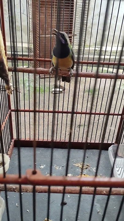 kicau moli moli 11 cunkokkk