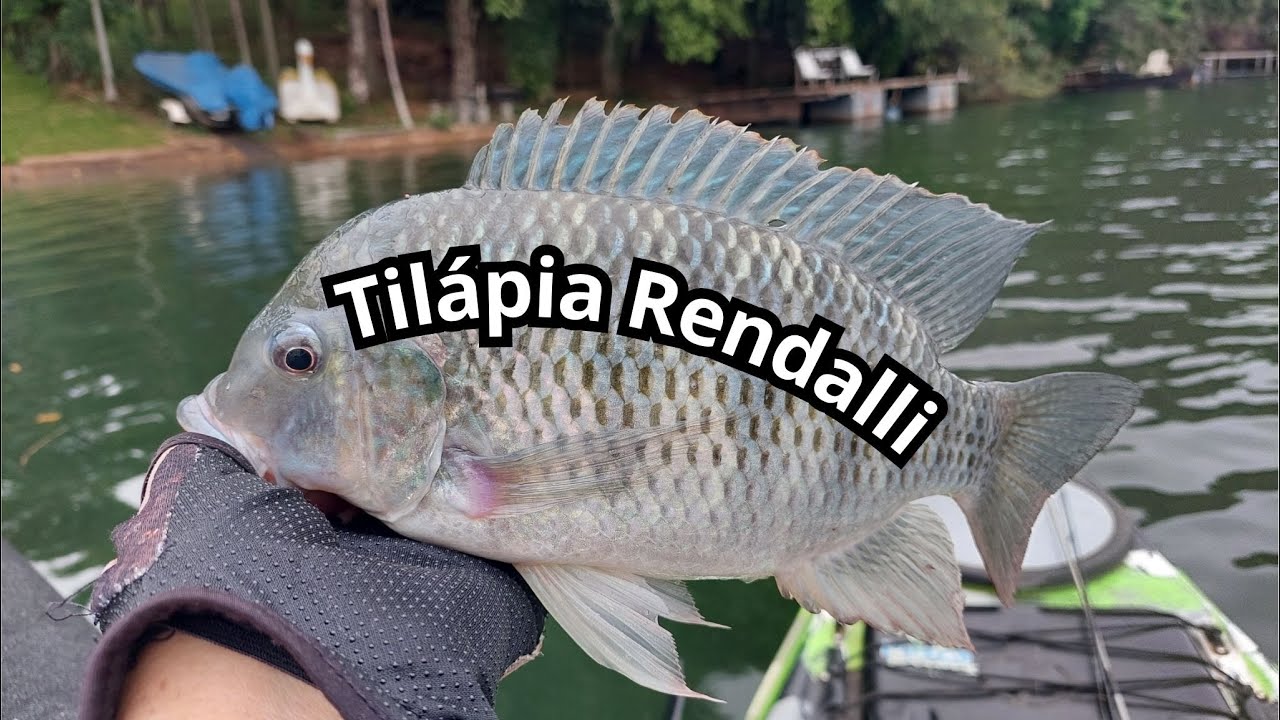 Pescaria de tilápia rendalli na Usina Mourão com equipamento ultralight ...