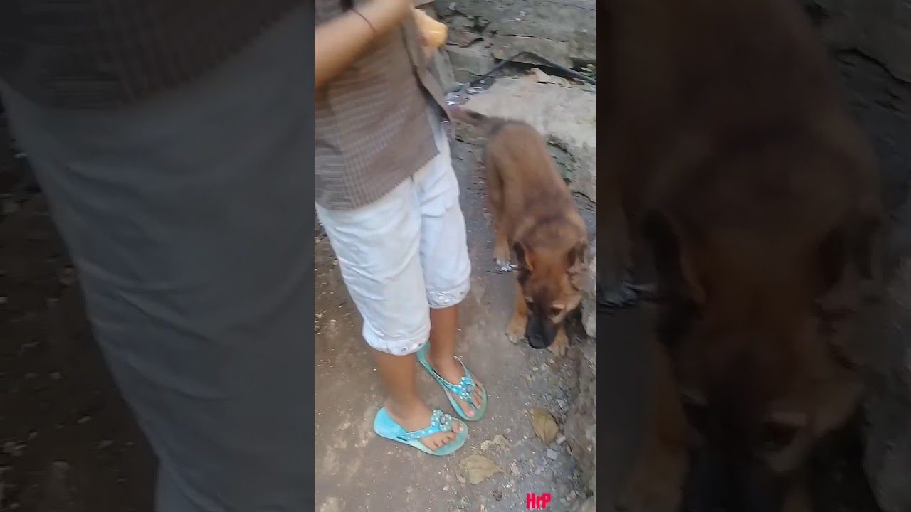 LUCU Anjing Makan Jeruk YouTube