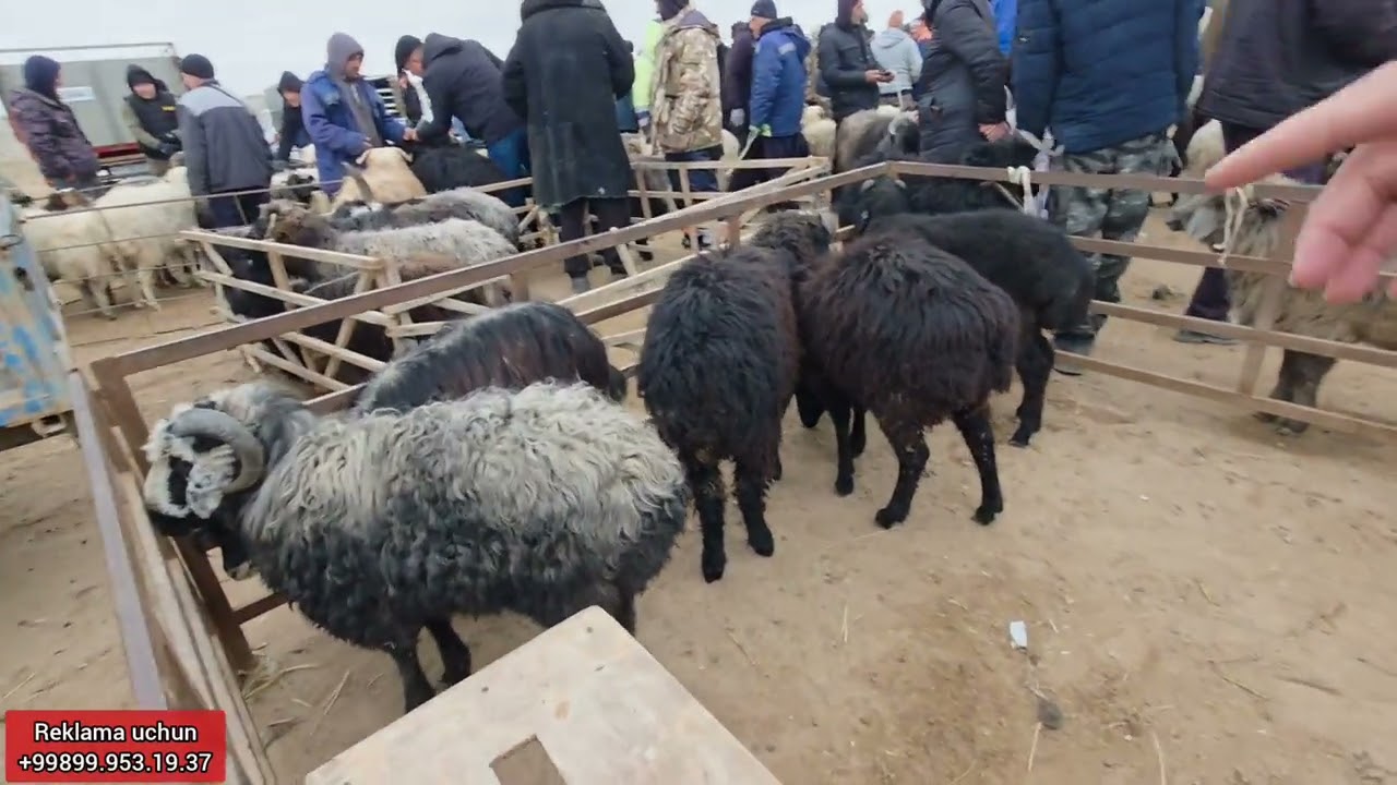 26 февраля 2026 ЭЛЛИККАЛЬА БУСТОН КУЙ БОЗОР 3 ТА