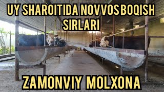 ZAMONAVIY MOLXONA,UY SHAROITIDA NOVVOS BOQISH SIRLARI