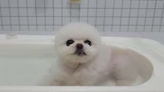 How a dog that goes into the bathtub and takes a bath itself! Bath genius Pongki