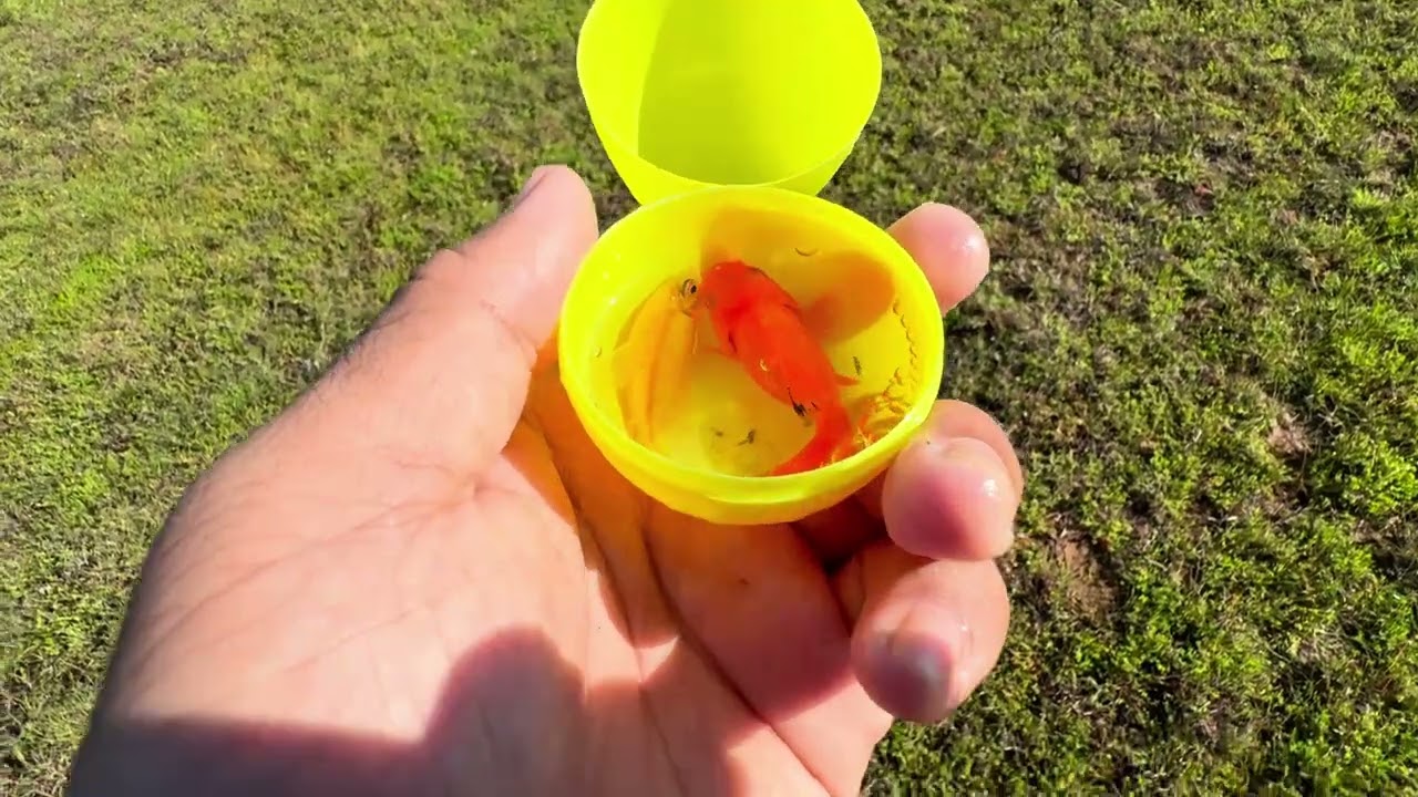 Catching fishing,Beautiful family fish,a lot fishing, 🐟🐠🦈🦭🦈