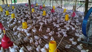 Modal dan Keuntungan Ternak 100 ekor ayam kampung pedaging. 