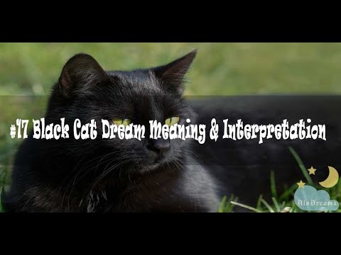 Video: Dream Interpretation Of Black Cats: Description Of Various Dreams, Modern And Alternative Interpretations Of Dreams About Cats