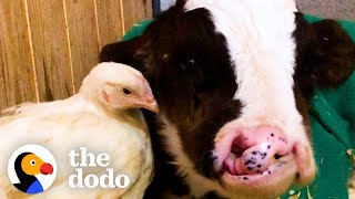 Baby Cow Who Didn't Have Any Friends Now Cuddles With His Chicken Best Friend | The Dodo