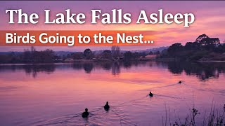 The Lake Falls Asleep 🌅 Ibis Return Home at Dusk screenshot 5