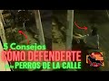 Así tienes que defenderte del ataque de los perros de la calle