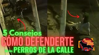 Así tienes que defenderte del ataque de los perros de la calle by Elperroideal 3,779 views 1 year ago 6 minutes, 48 seconds