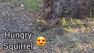Hungry Squirrel | a close view of Squirrel | Squirrel eating food 😋