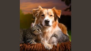 Notes for Pets